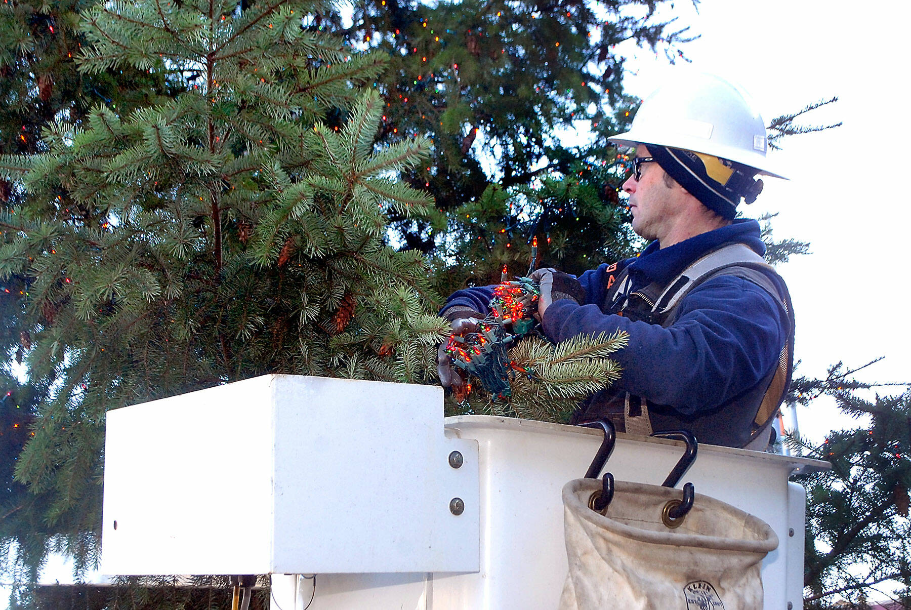 Port Angeles Parks & Recreation Department employee Eli Hammel strings holiday lights on the branches of the downtown Port Angeles Christmas Tree on Tuesday at the Conrad Dyar Memorial Fountain. (Keith Thorpe/Peninsula Daily News)