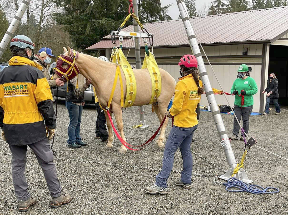 A team from Washington State Animal Response Team uses a tripod to lift Tango onto a glider to maneuvered the horse into a trailer for transport to an equine hospital. (WASART)
