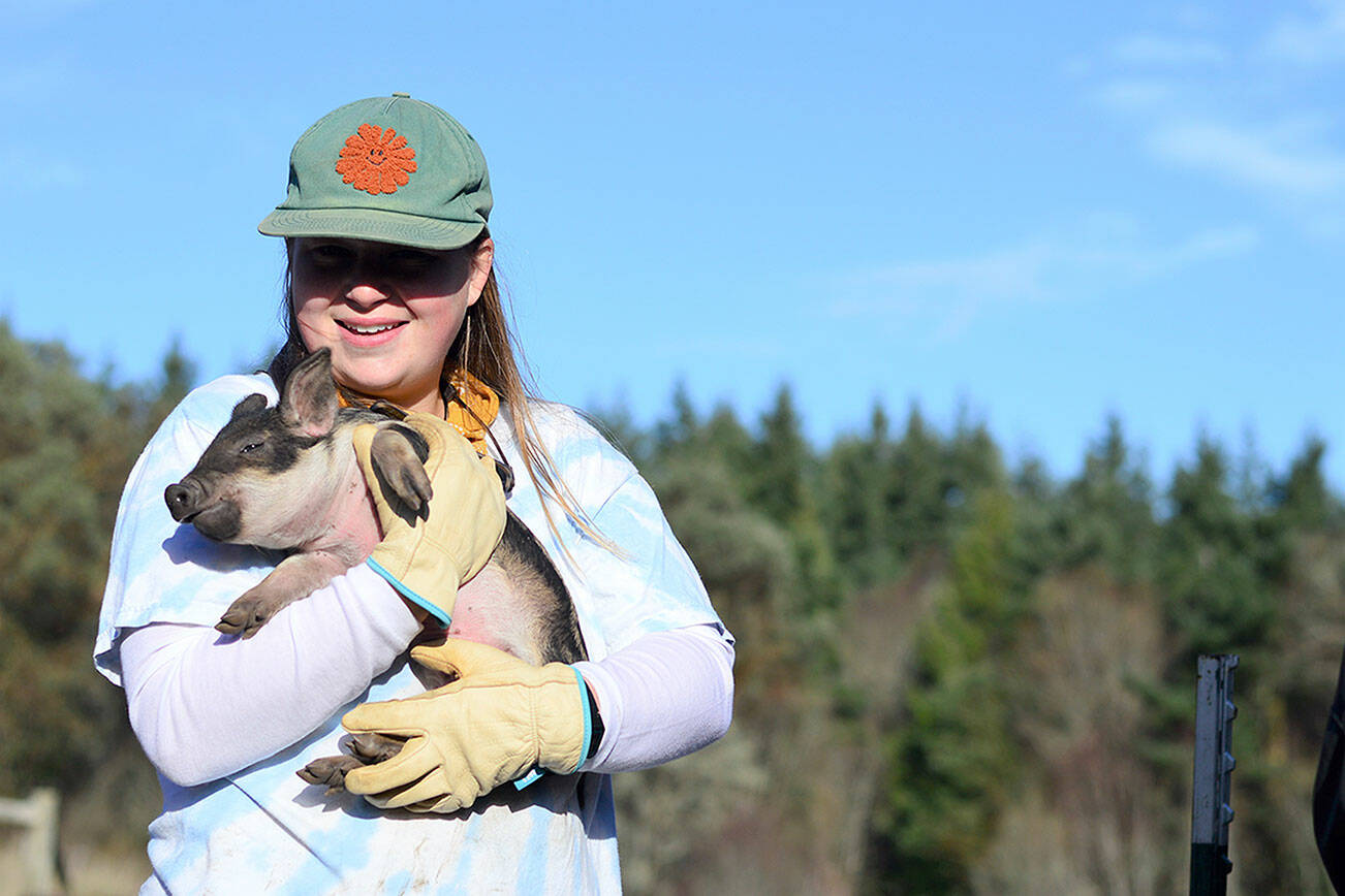 Farmer Jennings Briley of Foggy Hog Farm works with pigs of various ages at Port Townsend’s Foggy Hog Farm. (Diane Urbani de la Paz/Peninsula Daily News)