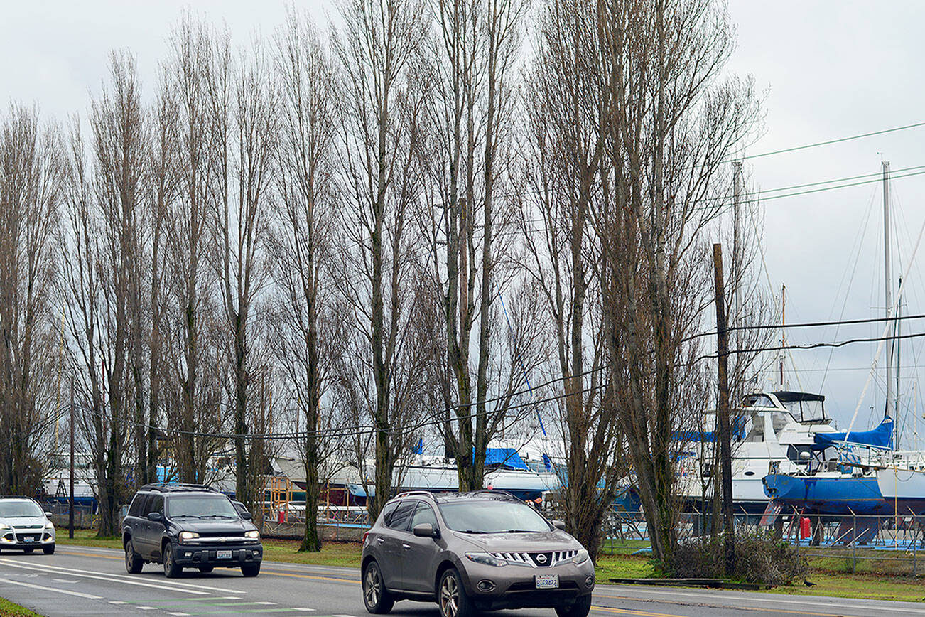 The Lombardy poplars, power lines and boat masts along the Sims Way entrance to Port Townsend don’t mix, city officials said in a town-hall meeting this past week. (Diane Urbani de la Paz/Peninsula Daily News)