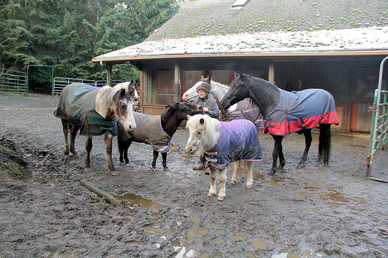 Jan Whitlow’s equine family gather around her in a circle wearing their new waterproof blankets to help protect them from freezing cold, wind and rain that would flatten their otherwise thick and fluffy winter top-coat that serves as an insulator to keep their bodies warm.  From left are Thunder, Mulla the mini-mule, Orion, Patch, Teddy and Shetland pony Belle. (Karen Griffiths/for Peninsula Daily News)