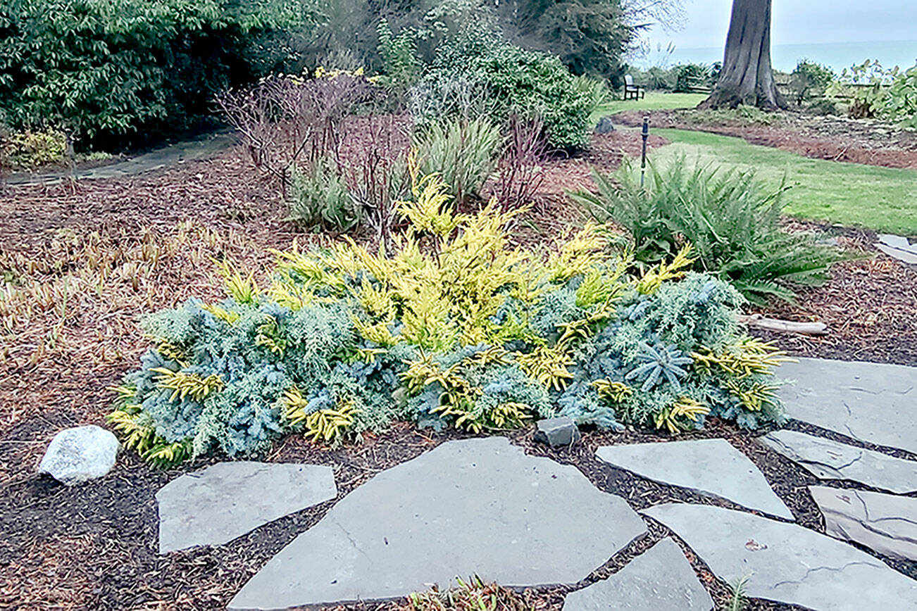 photo Andrew may       With the Arctic blast coming many sensitive plants could be at risk and require a vegetative mulch on top of them. Here I took the opportunity to make a decorative display  as the thermal mulch over our Gunnera. December is the ideal time to prune your evergreens!
