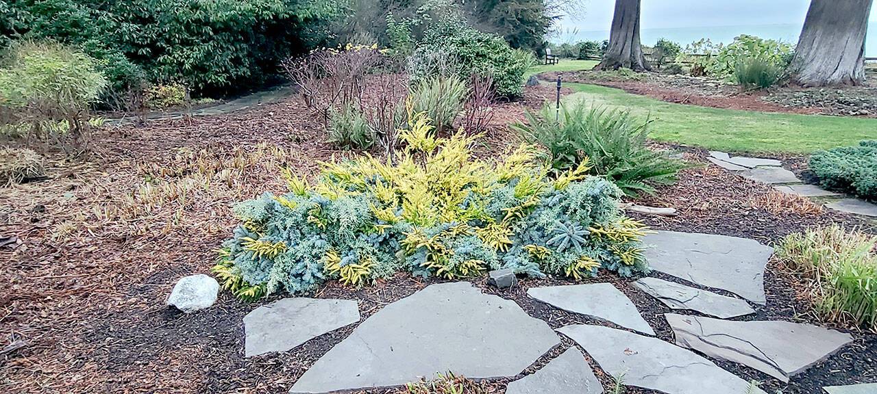 I took the opportunity to make a decorative display with the thermal mulch over our gunnera. December is the ideal time to prune your evergreens and reuse the clippings. (Andrew May/For Peninsula Daily News)
