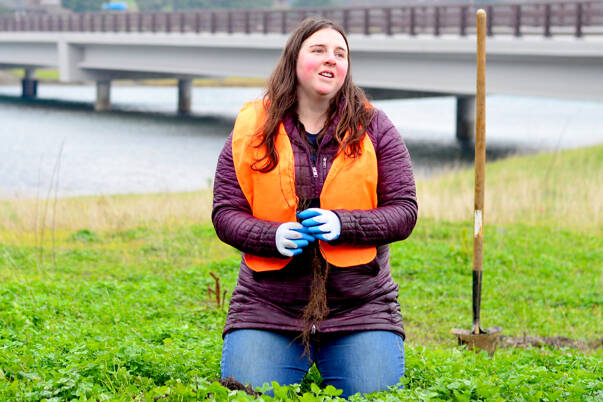 Sarah Doyle, the North Olympic Salmon Coalition’s program and partnership manager, demonstrates the planting of a tree near the Kilisut Harbor bridge between Marrowstone and Indian islands. (Diane Urbani de la Paz/Peninsula Daily News)
