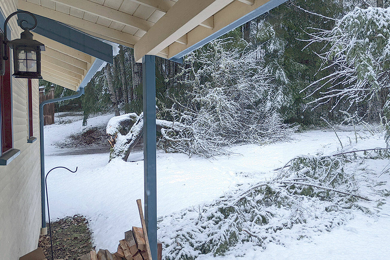 Snow blankets the Toandos Peninsula, where high winds tore through trees, as seen in this photo from near Fisherman Harbor. (Photo courtesy Karen Grooms)
