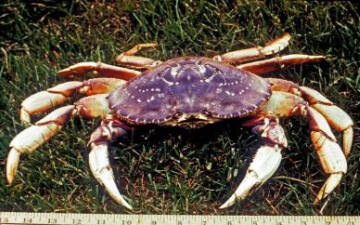 Dungeness crab. (WDFW photo)