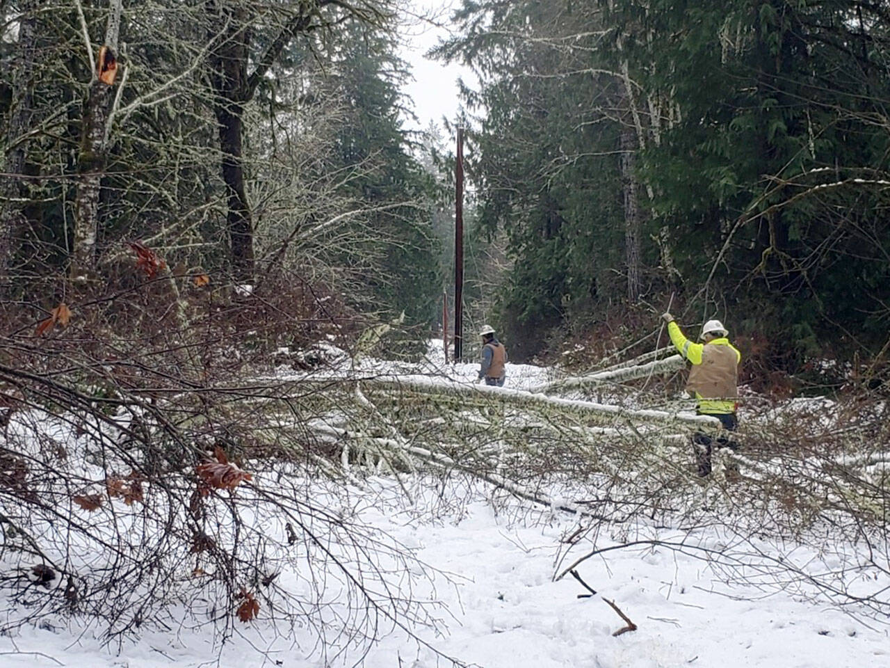 Jefferson County Public Utility District crews clear brush and wires on Taison Lane in Quilcene after the snow and wind storm in the first week of January.