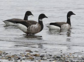 WDFW
Brant hunting days were added in Clallam County by the Washington Department of Fish and Wildlife.