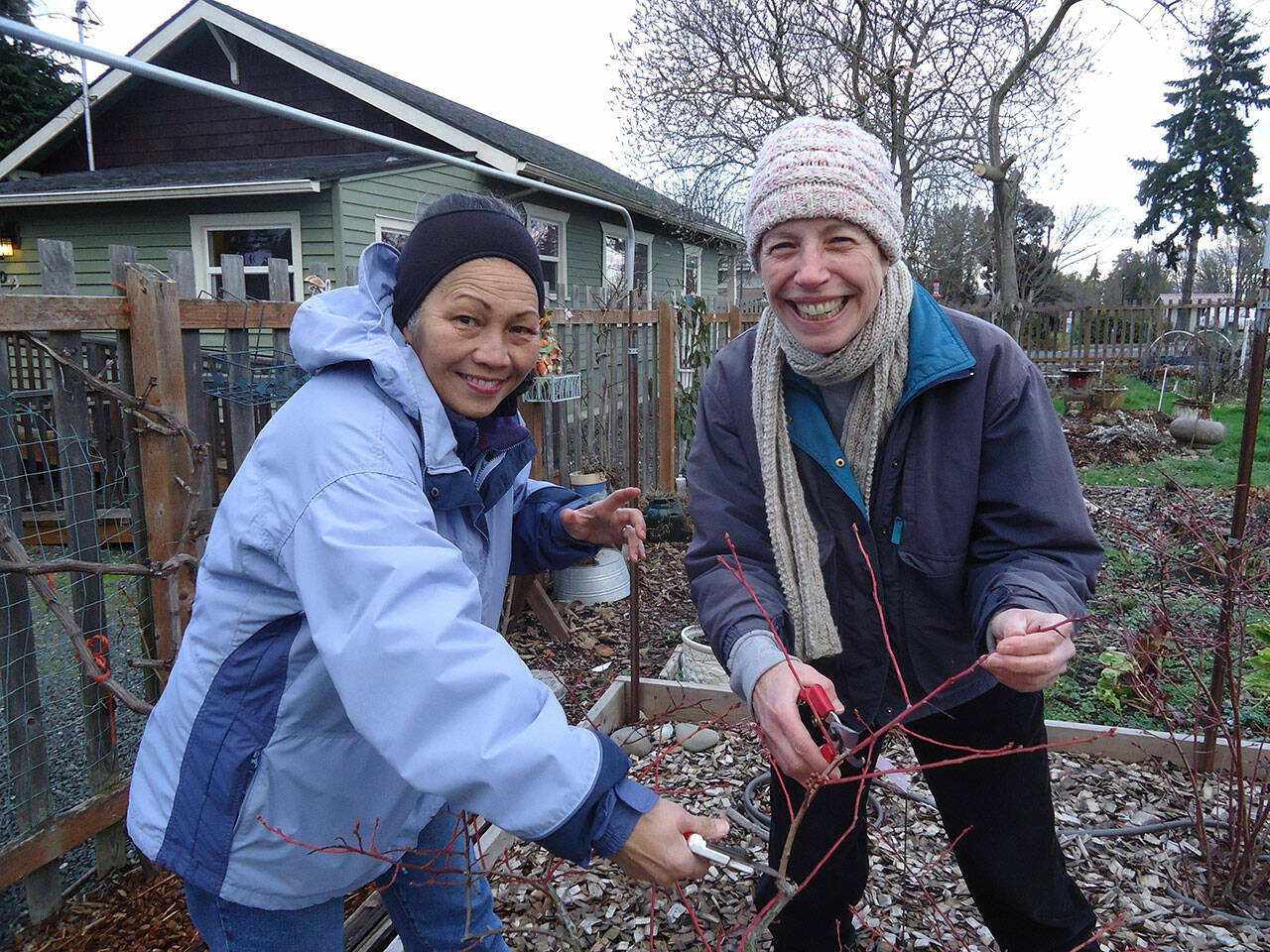 Clallam County Master Gardeners Audreen Williams and Jeanette Stehr-Green will discuss blueberry pruning via Zoom during the first in the “Digging Deeper” educational series from 10:30 a.m. to noon Saturday. (Submitted photo)