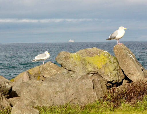 Seagulls on Ediz Hook, with the MV Coho in the distance, seem to be guardians of the Strait of Juan de Fuca. Temperatures are expected to reach 50 degrees this week, and sun breaks are likely. (Dave Logan/for Peninsula Daily News)