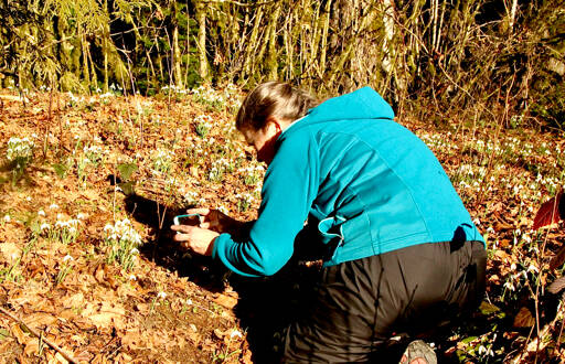 Cath Hickey of Sequim takes a close-up photograph of snow drops, some of the first flowers to tell of the coming of spring. With the recent warmer weather, thousands of the delicate little flowers have bloomed in a carpet of beauty on the Olympic Hot Springs Road before the Olympic National Park entrance and the parking lot for Madison Falls. (Dave Logan/for Peninsula Daily News)