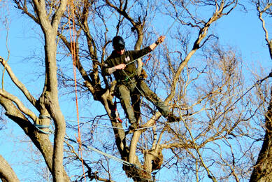 Arborist Jeff Wakefield of Precision Tree Care trims and cables Port Townsend’s Gateway Park corkscrew willow tree, which suffered a partial collapse last summer. The city of Port Townsend hired Wakefield to reinforce the tree against further failure. (Diane Urbani de la Paz/Peninsula Daily News)