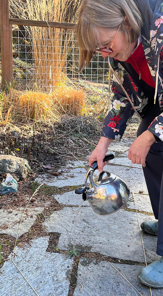 Separate the facts from fiction on home remedies for weed control with Jefferson County Master Gardener Christine Heycke (pictured) for the presentation “Weeding Out the Truth: What Works and What Doesn’t for Weed Control” from noon-1 p.m. on Thursday, March 10, on Zoom — part of the Clallam County Master Gardeners’ Green Thumb educational series. (Michael Korinek)