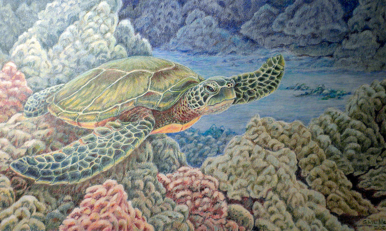 Gail McLain’s colored pencil drawings are featured at Harbor Art Gallery this month.