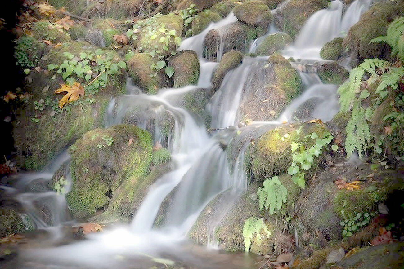 "Prehistoric" by photographer Marian Bodart is part of the show opening this weekend at Studio Bob in downtown Port Angeles. photo by Marian Bodart