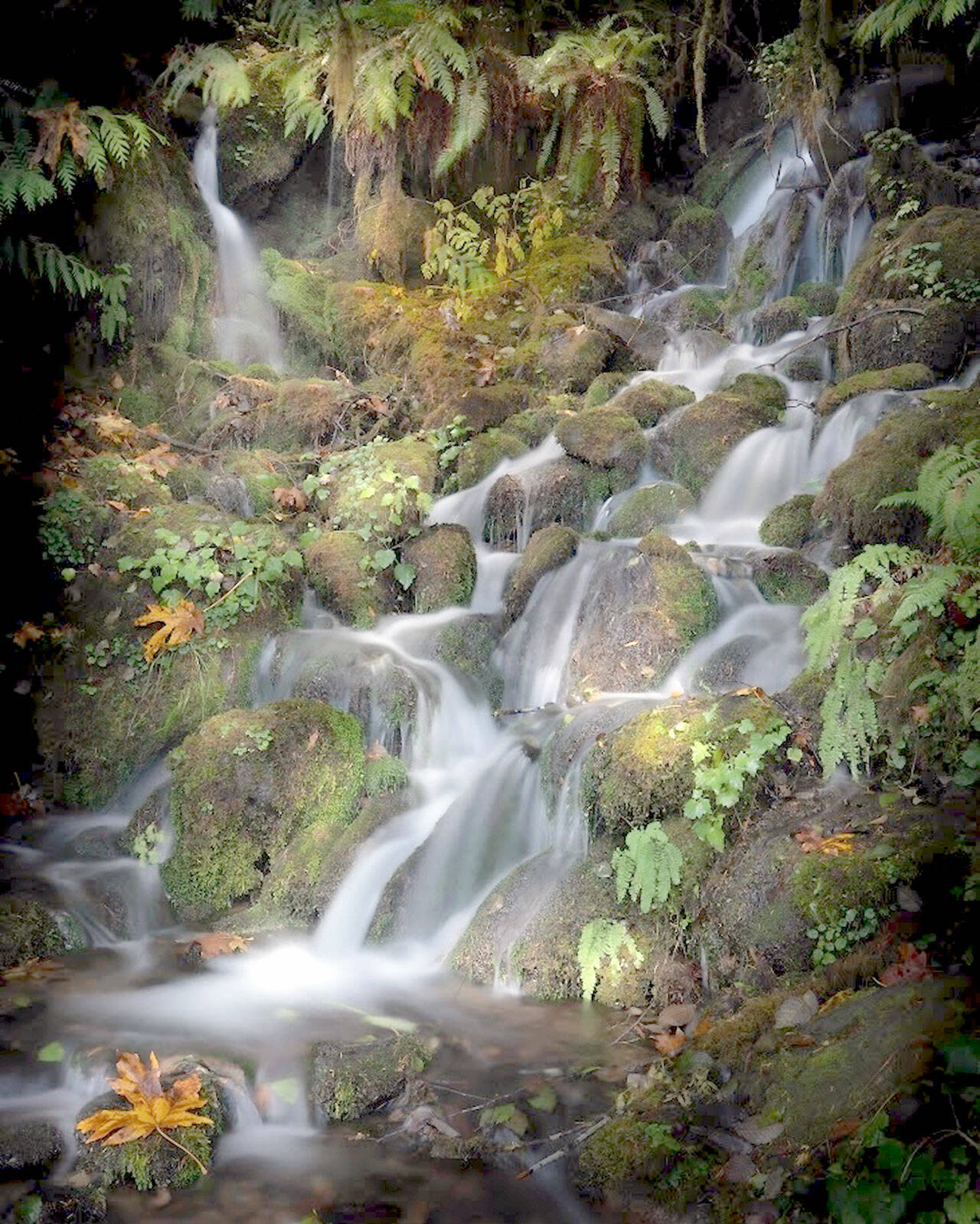 “Prehistoric” by photographer Marian Bodart is part of the show opening this weekend at Studio Bob in downtown Port Angeles.