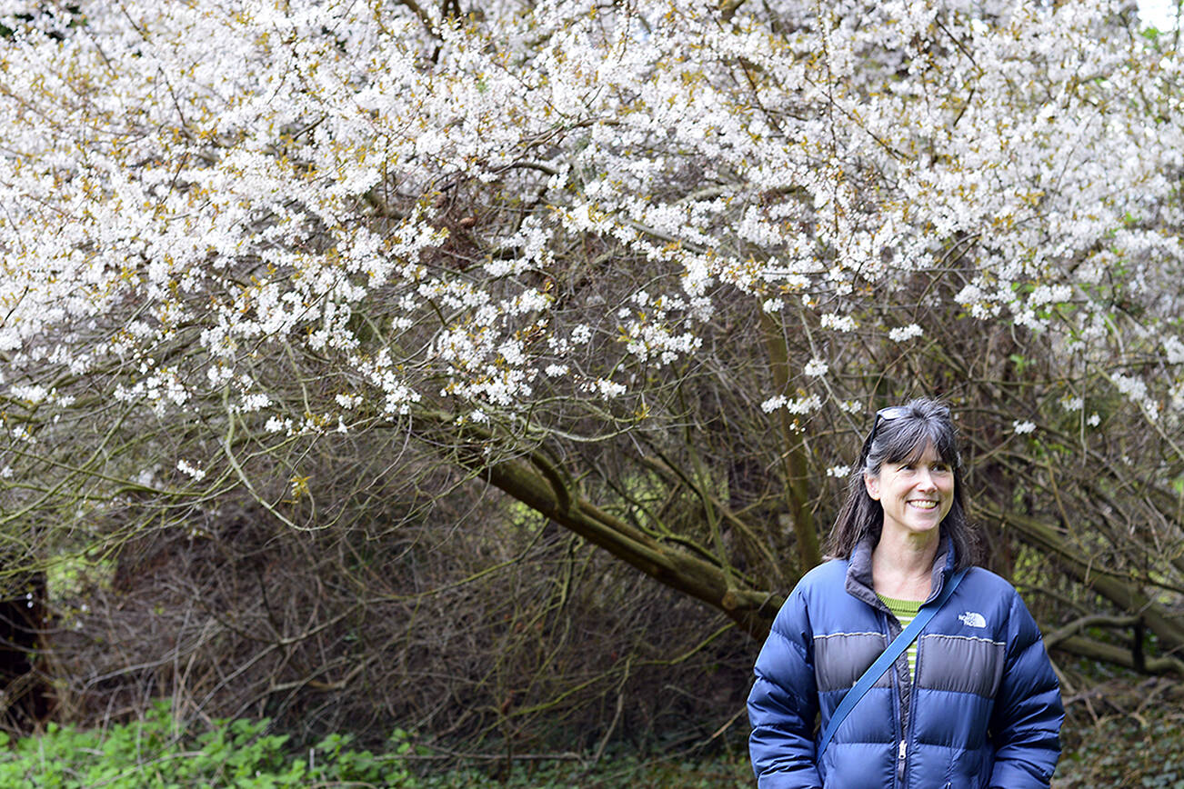 Bridget Gregg, Master Gardener Program Coordinator and presenter of the "Growing Groceries" class starting this week, visited one of Chetzemoka Park's flowering trees on Friday. Diane Urbani de la Paz/Peninsula Daily News