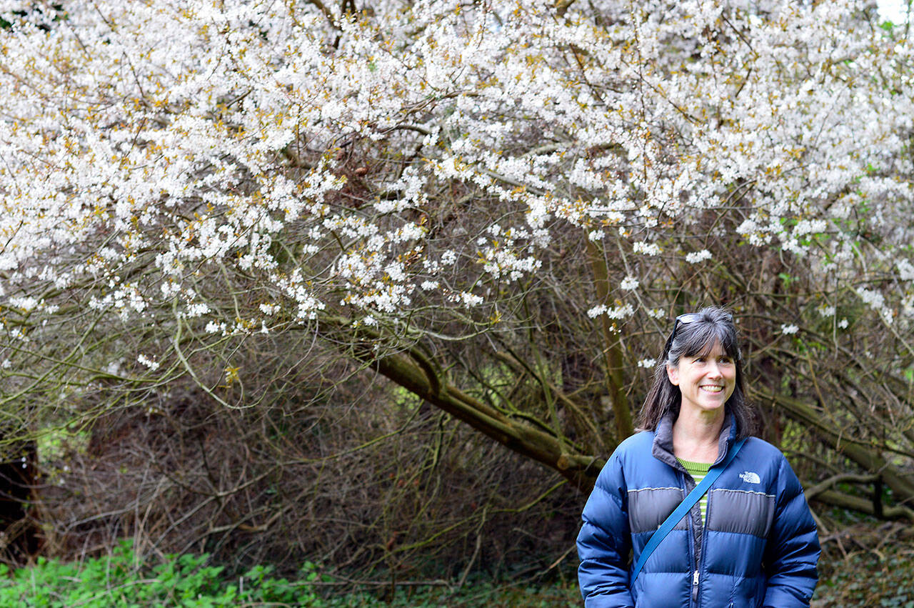 Bridget Gregg, Master Gardener Program Coordinator and presenter of the “Growing Groceries” class starting this week, visited one of Chetzemoka Park’s flowering trees on Friday. Diane Urbani de la Paz/Peninsula Daily News