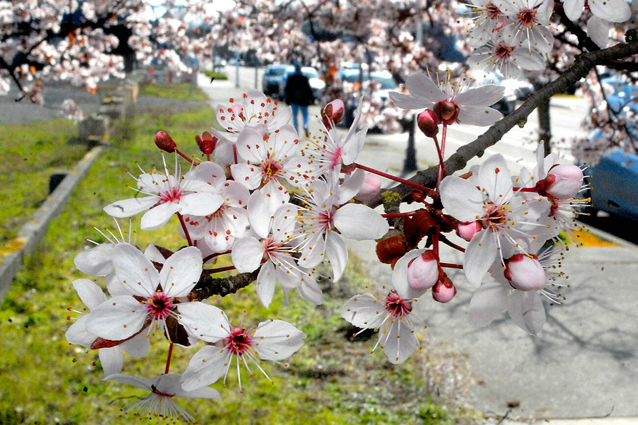 Cherry blossoms bloom from a tree in the 200 block of West Front Street in Port Angeles on Wednesday. As spring approaches, trees and flowers are beginning to emerge from the chilly slumber of winter. Spring officially begins at 8:33 a.m. on Sunday. (Keith Thorpe/Peninsula Daily News)