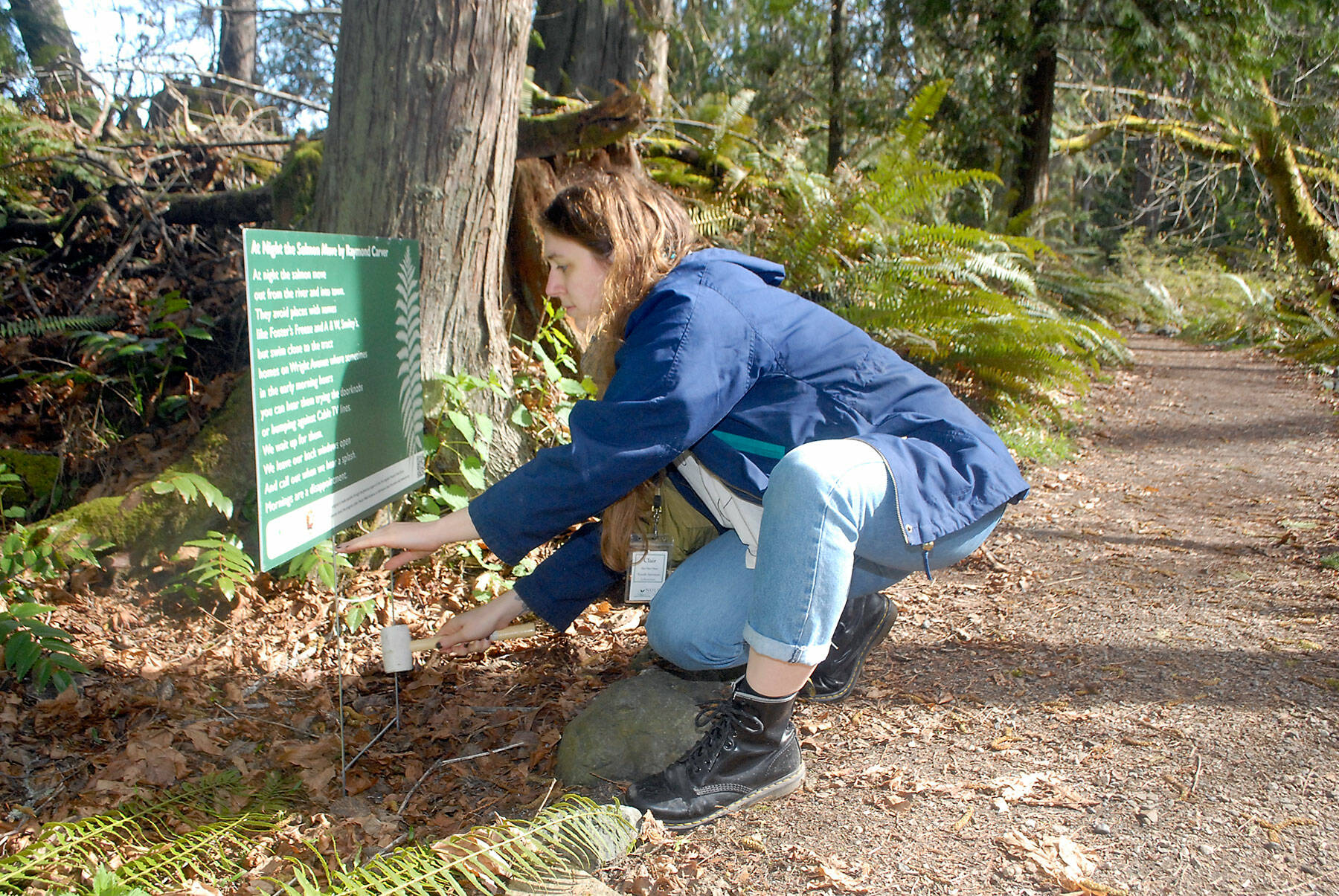 Clair Dunlap, youth services librarian with the North Olympic Library System, installs a placard with a poem by Raymond Carver along the Living Forest Trail behind the Olympic National Park visitor center in Port Angeles on Tuesday. (Keith Thorpe/Peninsula Daily News)