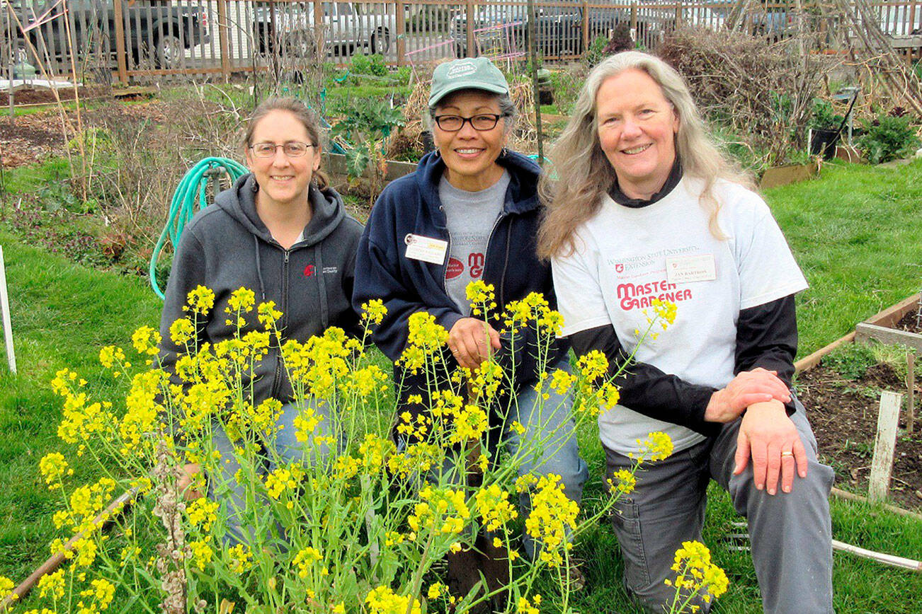 Laurel Moulton, left, Audreen Williams and Jan Barton will lead an educational walk through the Fifth Street Community Garden on Saturday in Port Angeles.