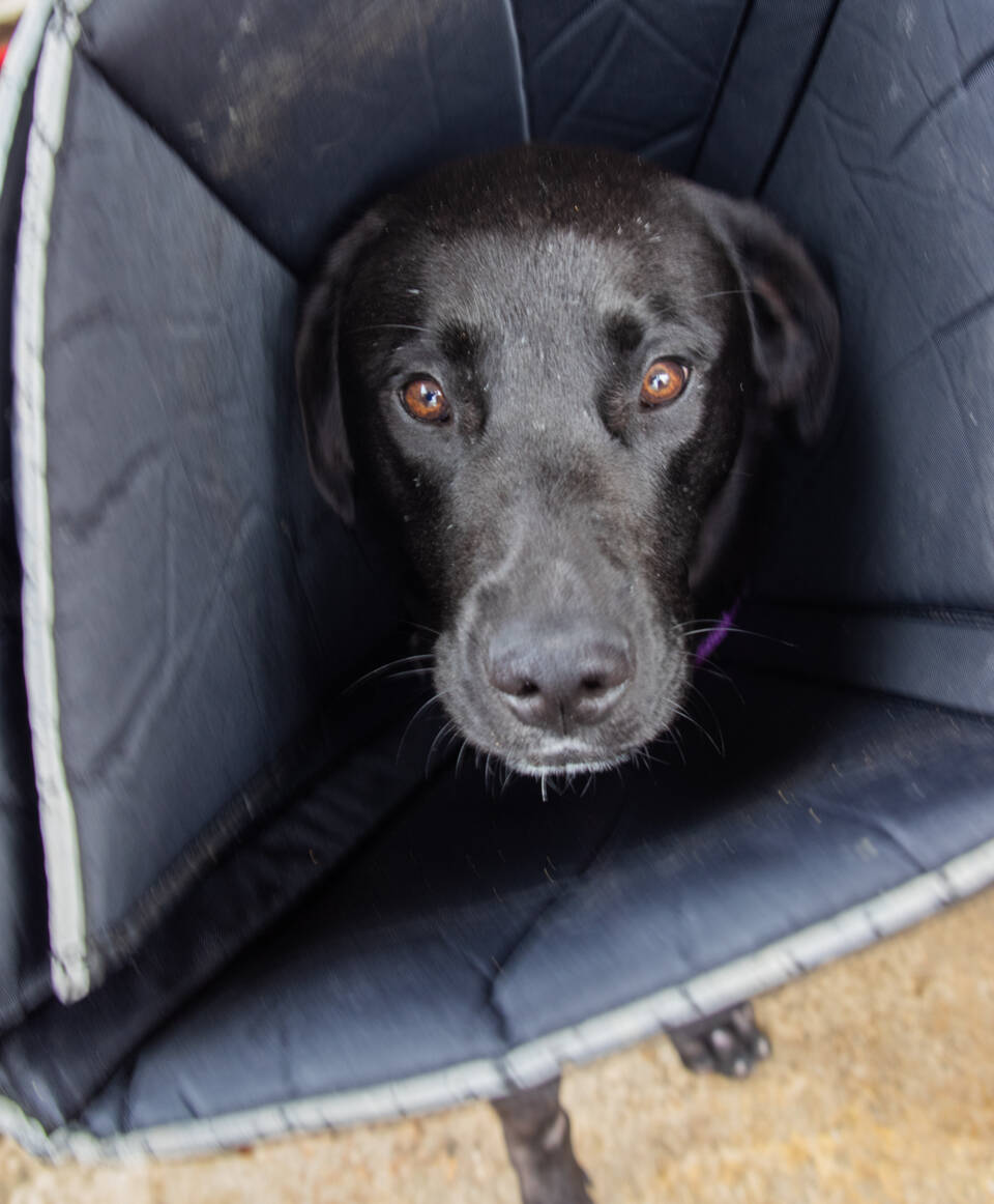Zelenskyy, a young lab/husky mix, survived falling off a flatbed trailer he was chained to and being dragged along and is now healing at Welfare for Animals Guild in Sequim. He has to wear a cone when alone so that he won’t worry at the wounds all over his body. (Emily Matthiessen/Olympic Peninsula News Group)