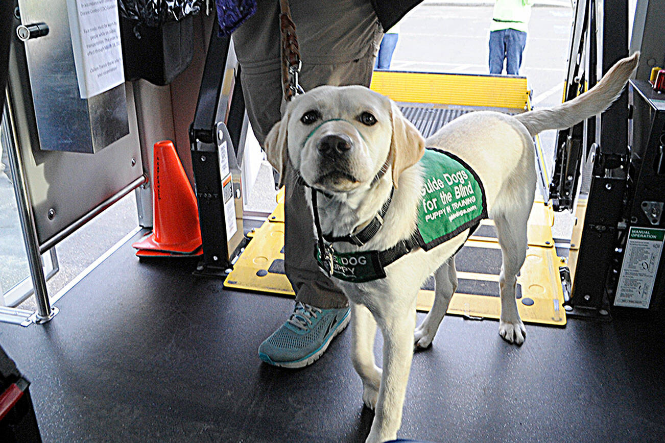 Babs, a 7-month-old lab in training for Guide Dogs for the Blind, makes her first trek up a paratransit bus ramp with her raiser Karen Tyson. (Matthew Nash/Olympic Peninsula News Group)
