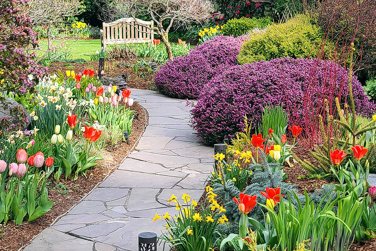 Andrew May/For Peninsula Daily News
Spring bulbs and plants lead garden guests along pathways with tempting colors.