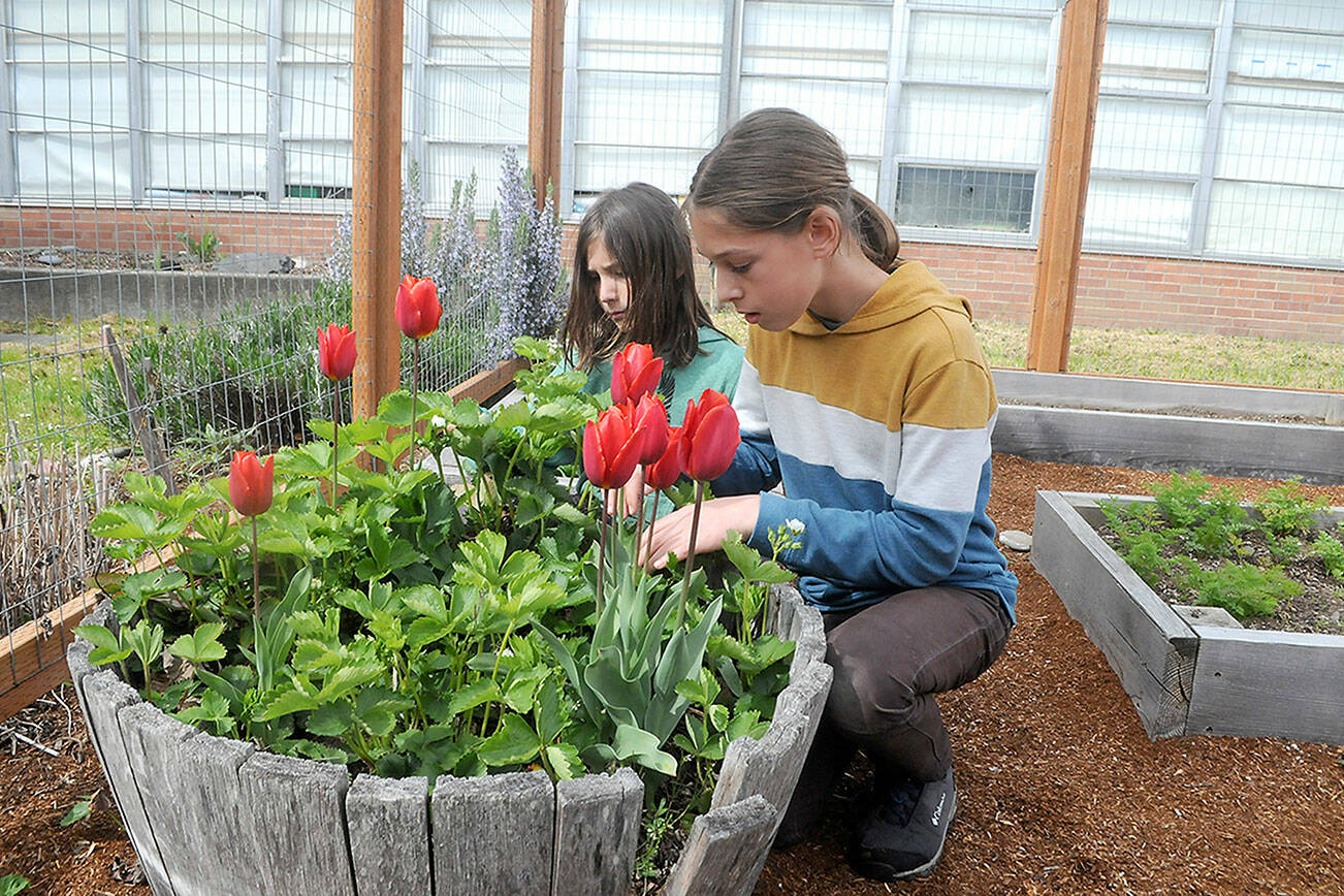 Keith Thorpe/Peninsula Daily News
Franklin School students Theodore Miller, 8, and McHenry Miller, 12, look for ladybugs in a raised planter in the school's garden.