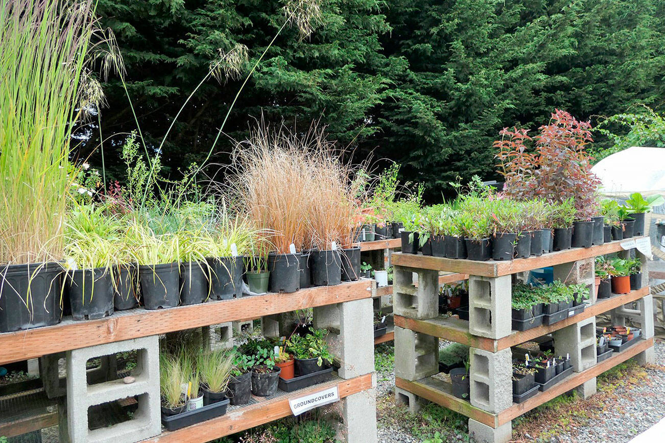 A variety of plants will be offered at the Clallam County Master Gardener’s Spring Plant Sale.