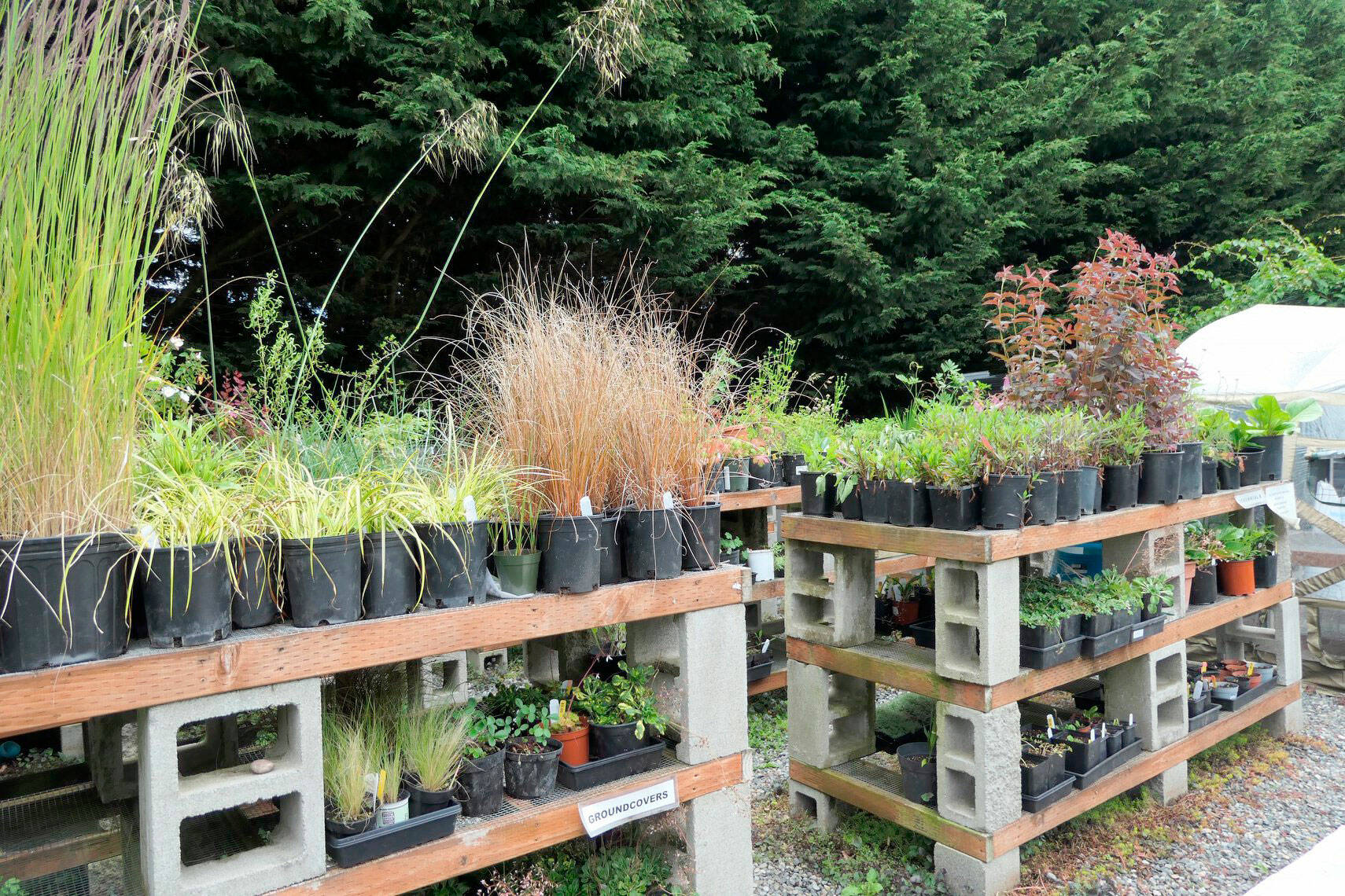 A variety of plants will be offered at the Clallam County Master Gardener’s Spring Plant Sale.