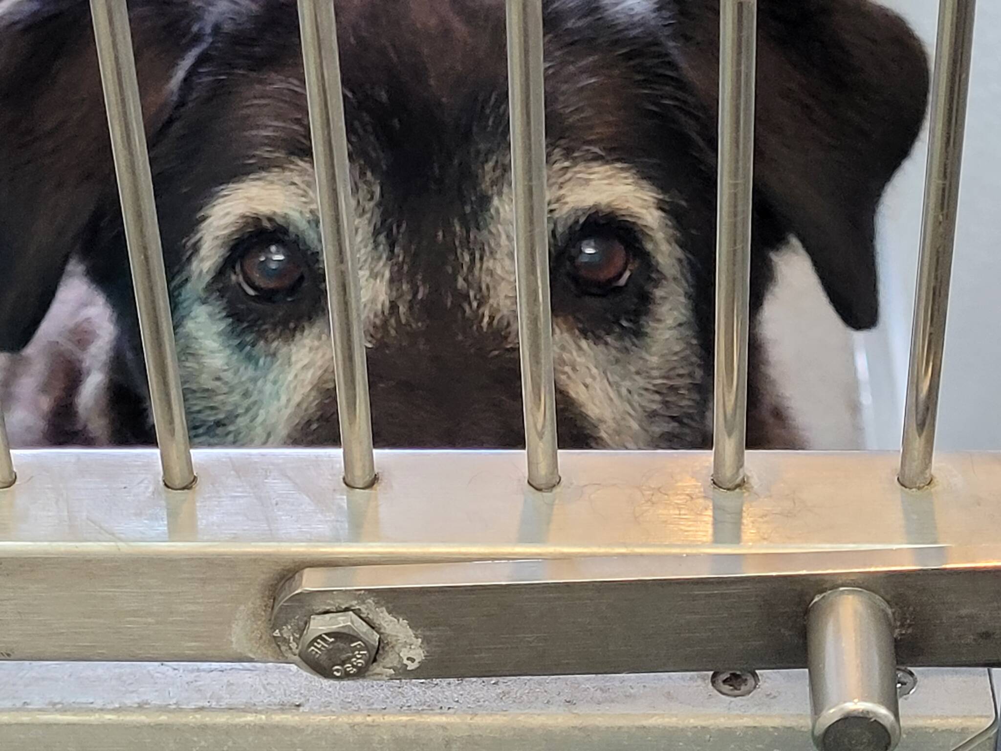 The Olympic Peninsula Humane Society has seen an increase in the past five weeks, OPHS officials said, all of them young dogs born during the COVID pandemic and most with behavioral problems. (Olympic Peninsula Humane Society)