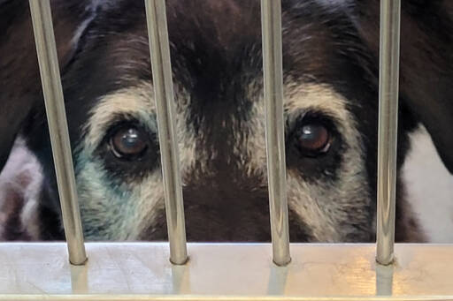 The Olympic Peninsula Humane Society has seen an increase in the past five weeks, OPHS officials said, all of them young dogs born during the COVID pandemic and most with behavioral problems. (Olympic Peninsula Humane Society)