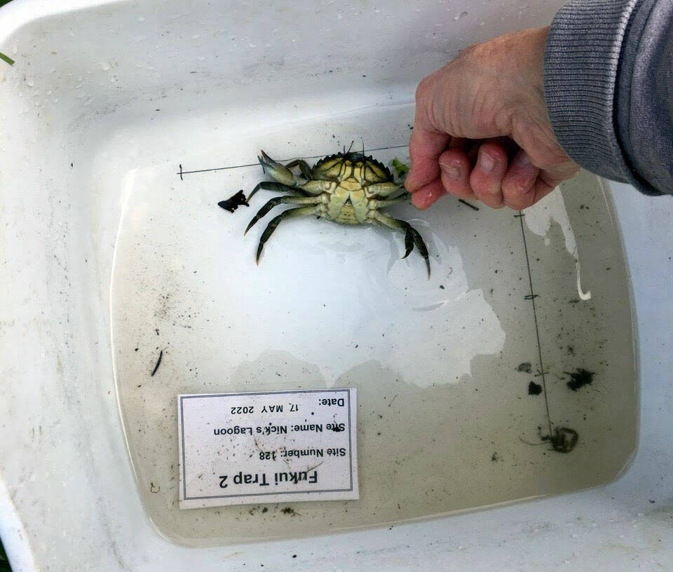Washington Sea Grant Volunteers with Washington Sea Grant have captured a male European green crab Seabeck in Kitsap County, the first known detection of European green crabs in Hood Canal.