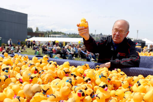 Don Dundon, sales manager at Wilder Toyota, plucks the winning duck from a Wilder truck Sunday at the 33rd annual Duck Derby on Sunday. The winner was Tracy’s Insulation. More than 32,000 ducks were sold this year, the most in the past 12 years. (Dave Logan/For Peninsula Daily News)