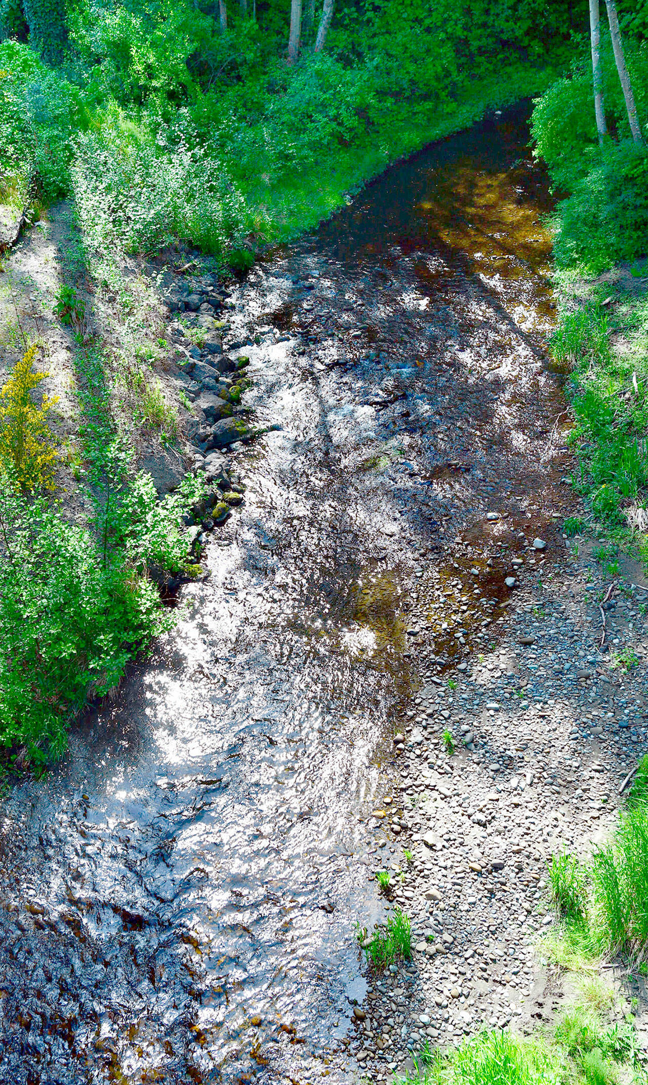 McDonald Creek, as seen from Old Olympic Highway on May 22.