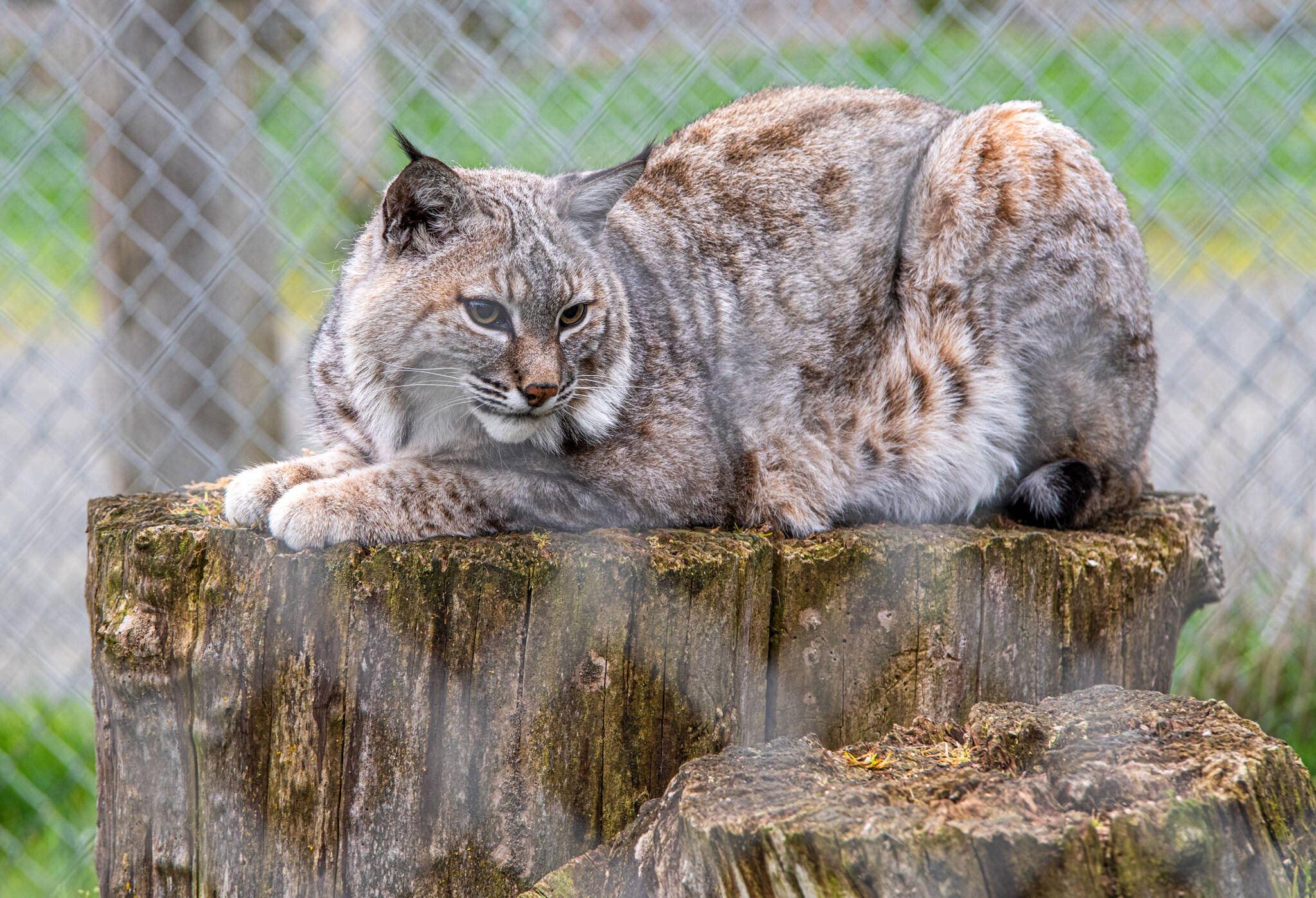 Acona the bobcat.
