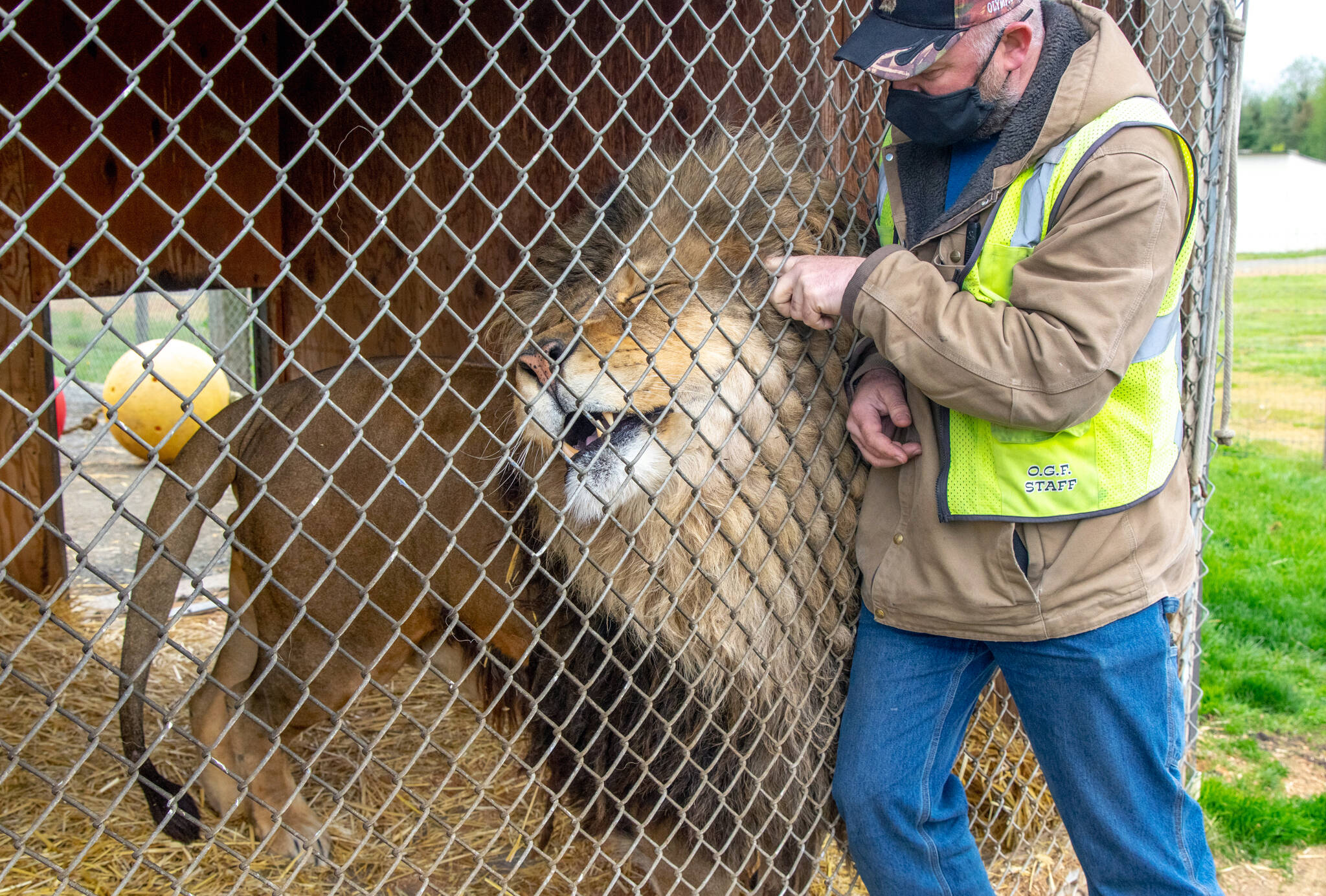 Samson the lion enjoys a scratch from Robert Beebee, president of the Sequim Game Farm. Samson is 8 and loves watching people and observing their activities, Beebee said. This year marks the 50th anniversary of the Olympic Game Farm opening to the public. The facility operates by driving tours only, although the walking tour areas — petting farm, freshwater aquarium, reptile house, studio barn and observation tower — are slated to open in the summer. Spring hours are from 9 a.m. to 4 p.m. daily.
