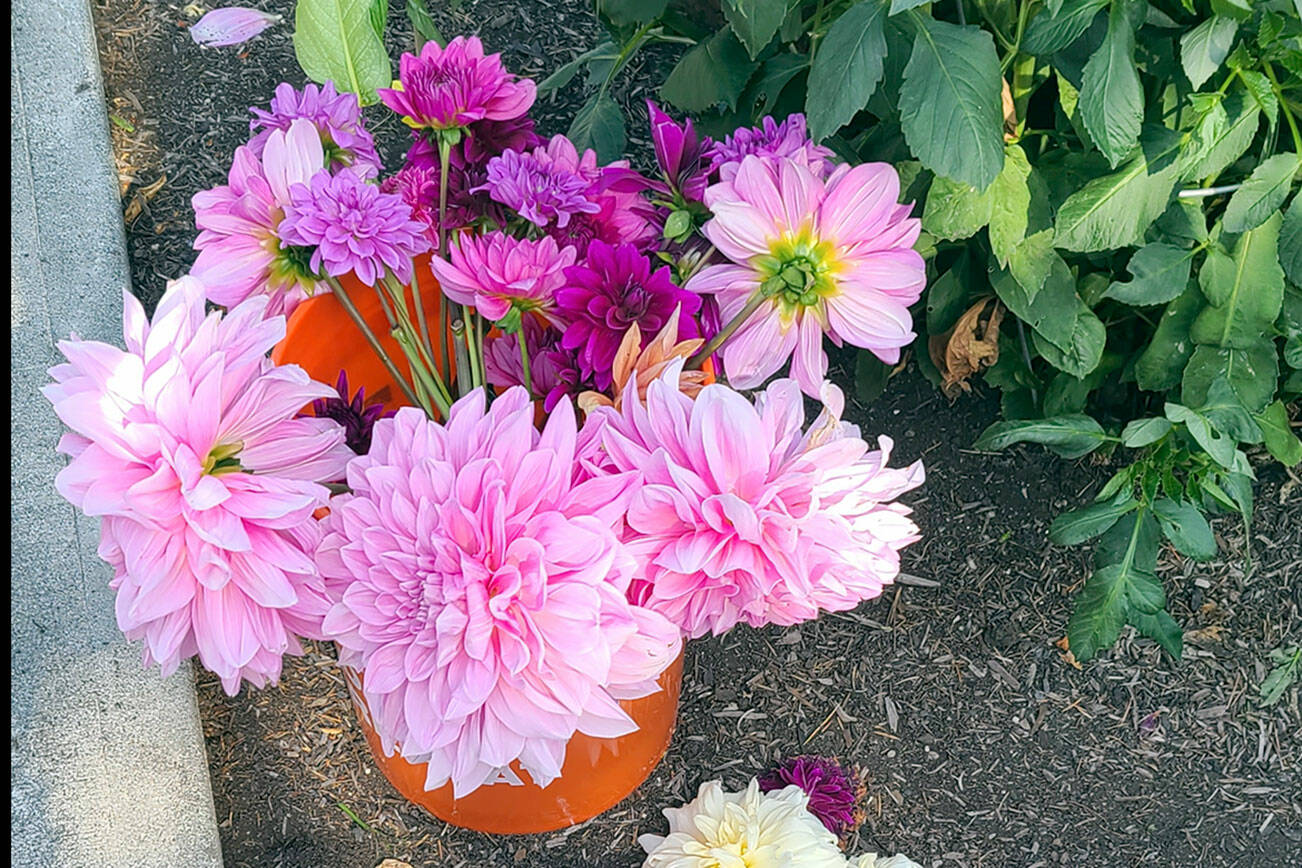 Photo Andrew May.... Here is a prime example of the diversity of Dahlia's as cut flowers not only strong stems but an amazing array of colors shapes and sizes.