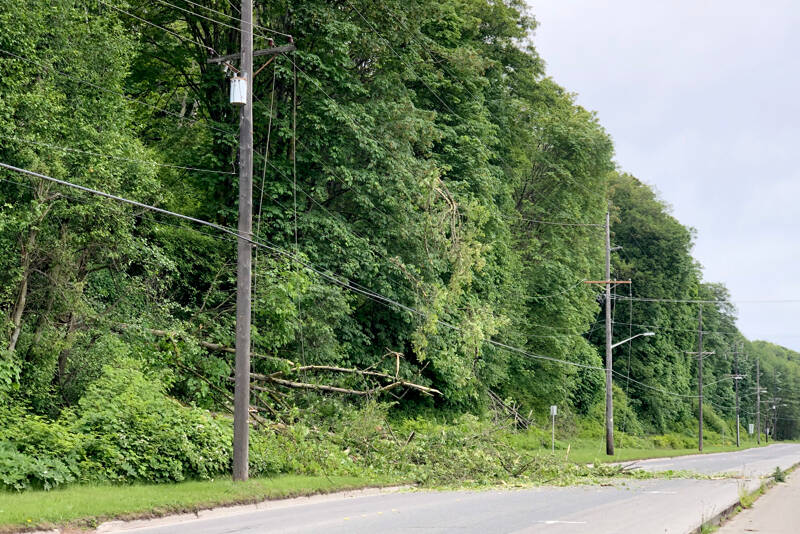 A tree came down through power lines on Marine Drive on Thursday morning in Port Angeles. (Keith Thorpe/Peninsula Daily News)