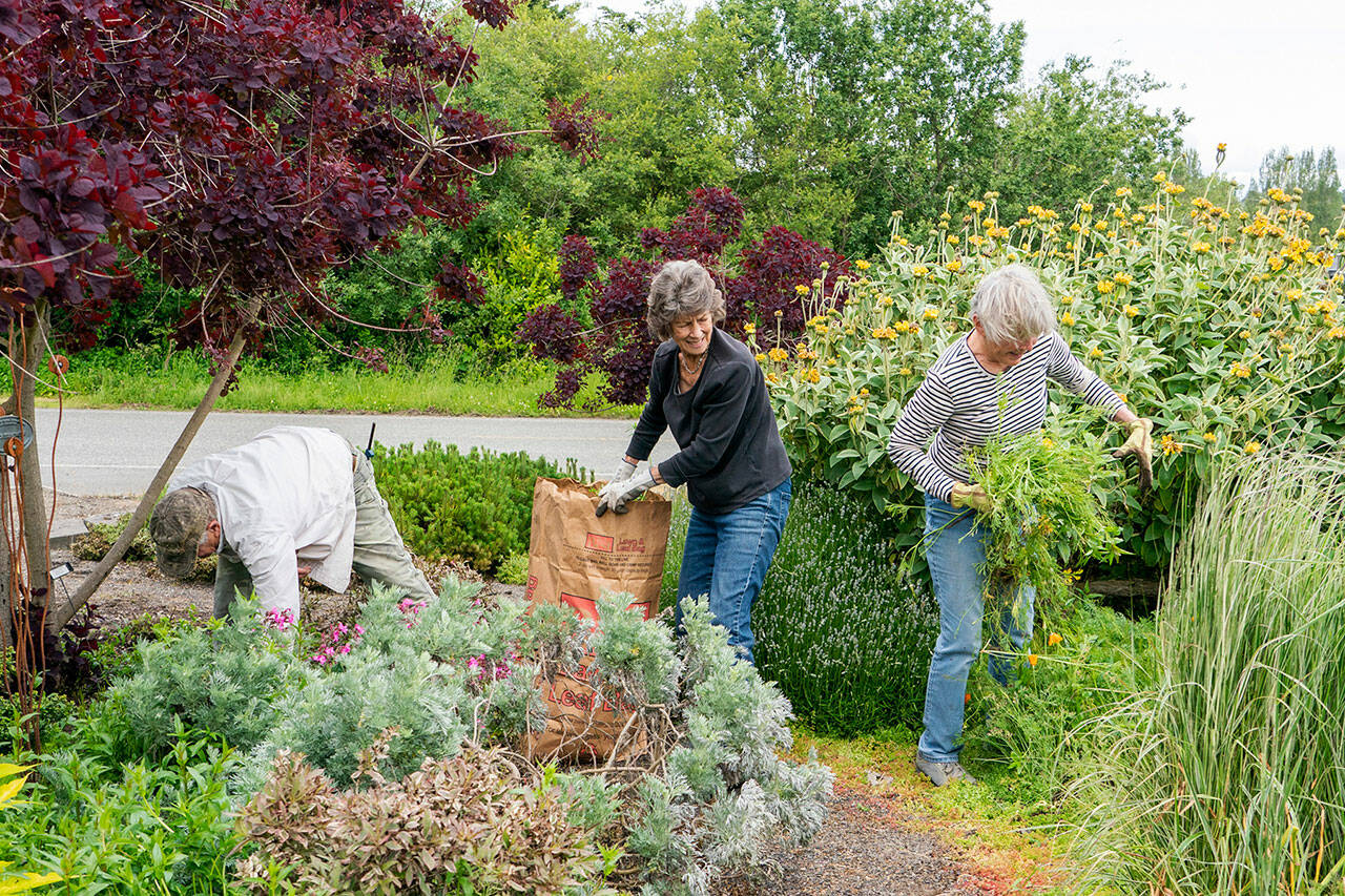 Tim O’Neill, Ginger Fortier and Honey Neimann, all from Port Townsend and members of Jefferson County Master Gardeners Foundation, pick weeds and do other clean up at Dahlia Park, on the corner of 10th St. and Sims Way in Port Townsend on Wednesday afternoon. (Steve Mullensky/for Peninsula Daily News)