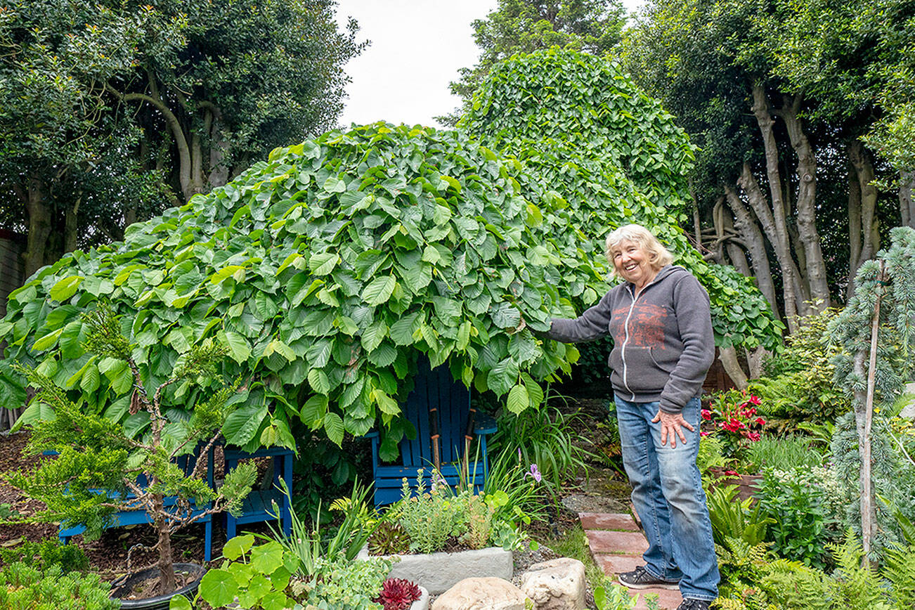 Kathy Kunc of Port Townsend shows off the 150-year-old Camperdown Elm, which was featured Saturday as part of the Secret Garden Tour hosted by the Jefferson County Masters Gardeners Foundation. Every Camperdown in the world is part of the original. It was first grown in 1640 by the Earl of Camperdown, in Dundee, Scotland, when he noticed a branch growing on the floor of his elm forest. He grafted it to a Scotch elm tree and it took hold, producing the first Camperdown Elm. (Steve Mullensky/for Peninsula Daily News)