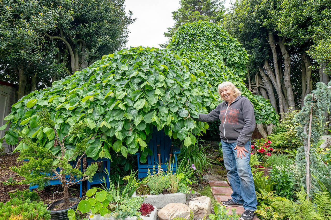 Kathy Kunc of Port Townsend shows off the 150-year-old Camperdown Elm, which was featured Saturday as part of the Secret Garden Tour hosted by the Jefferson County Masters Gardeners Foundation. Every Camperdown in the world is part of the original. It was first grown in 1640 by the Earl of Camperdown, in Dundee, Scotland, when he noticed a branch growing on the floor of his elm forest. He grafted it to a Scotch elm tree and it took hold, producing the first Camperdown Elm. (Steve Mullensky/for Peninsula Daily News)