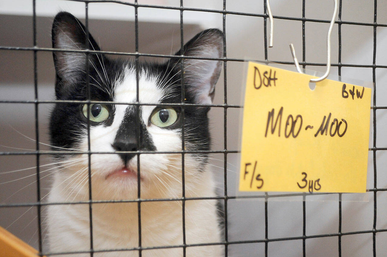 Moo-Moo waits for adoption at McKay Kitty City, the Olympic Peninsula Humane Society’s new cat shelter near Carlsborg. (Keith Thorpe/Peninsula Daily News)