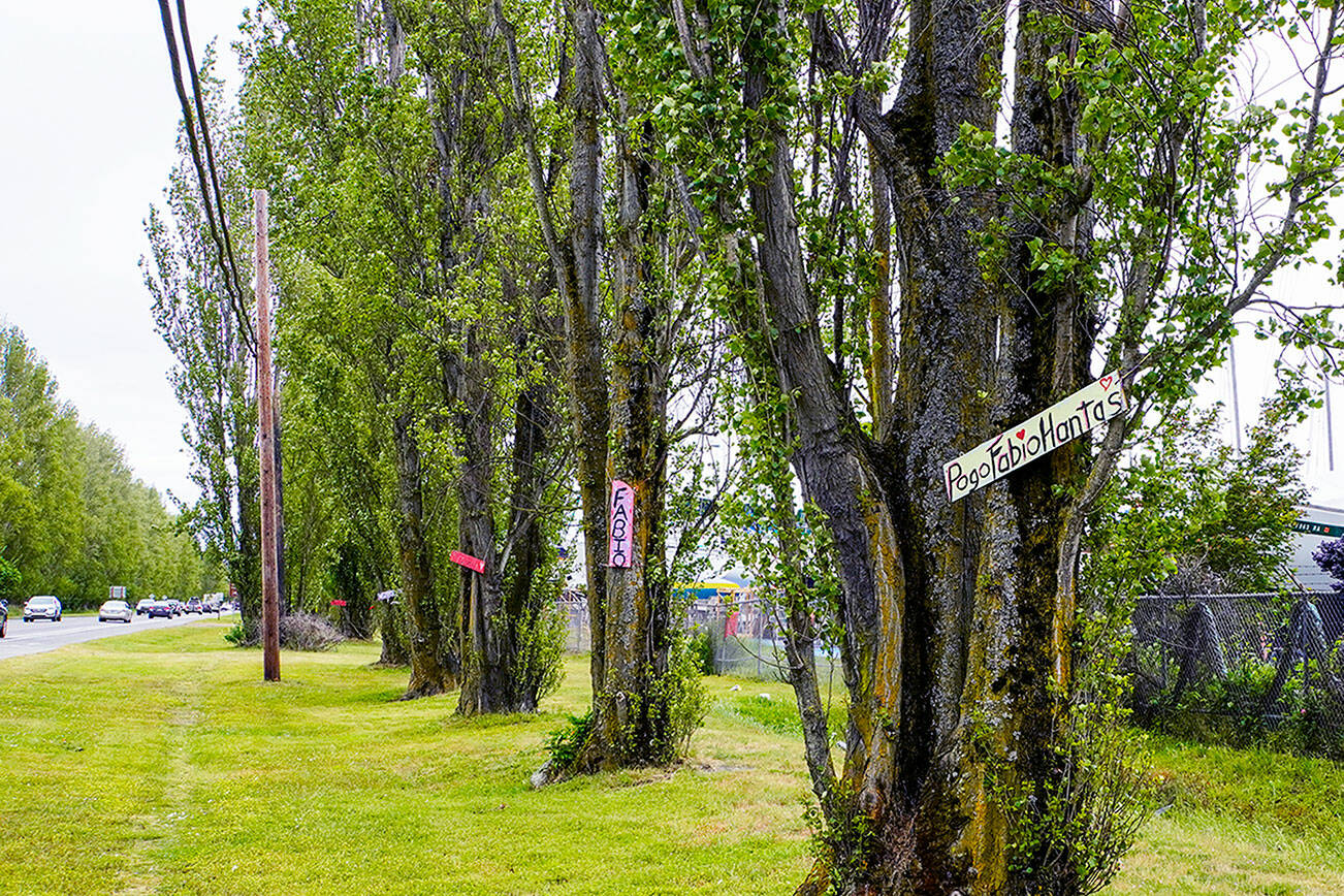 Popular poplar trees on Port of Port Townsend property along the south side of Sims Way in Port Townsend are adorned with Italian names as a result of the Adopt-a-Poplar program instituted by the Gateway Poplar Alliance’s efforts to save them from being cut down. For a donation, a person can choose which poplar to adopt and which Italian name, $50 for a female name and $100 for a male name to be displayed. (Steve Mullensky/For Peninsula Daily News)
