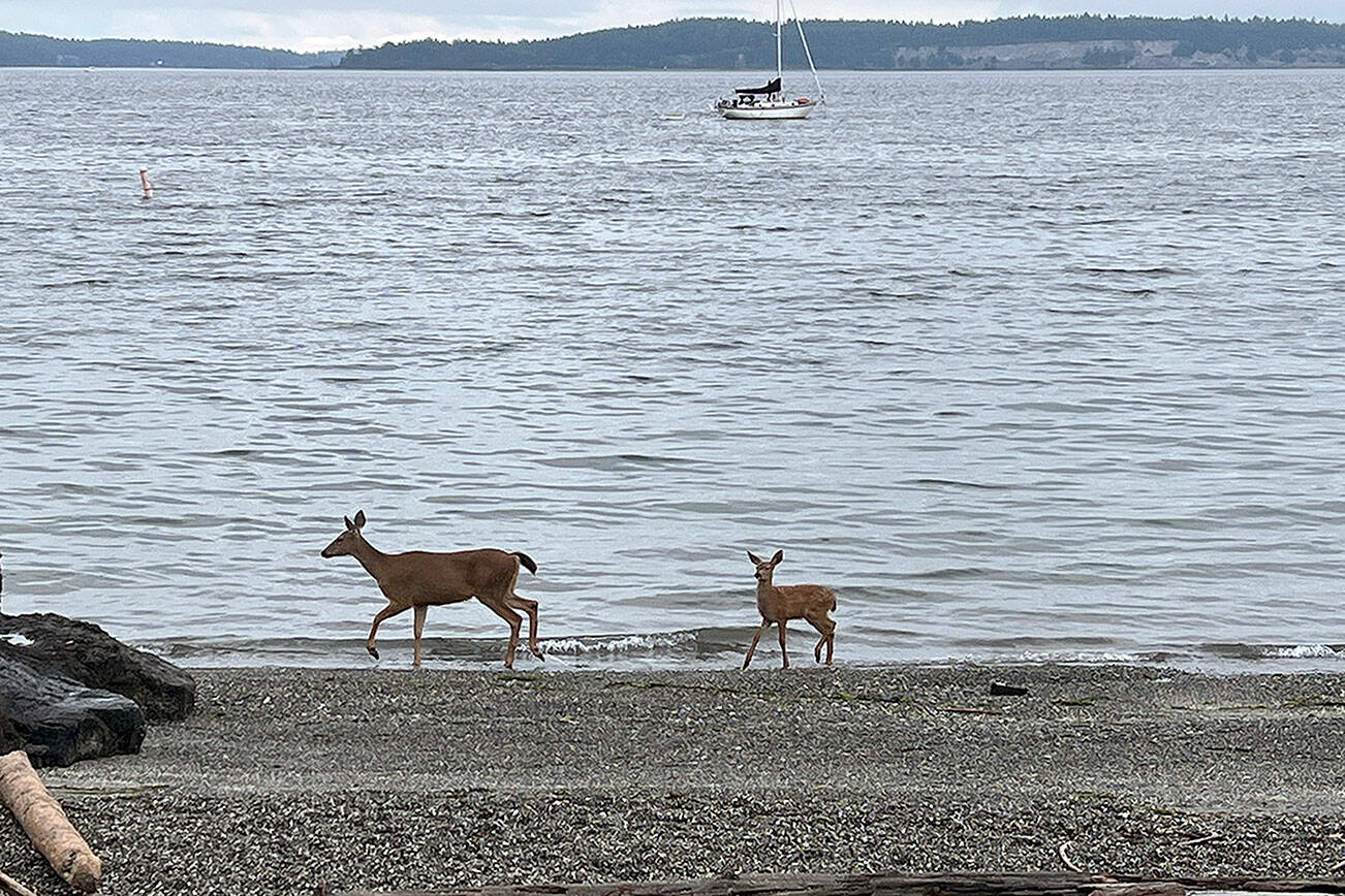 A doe and its fawn make tracks on the beach Tyler Street Plaza in Port Townsend. (Steve Mullensky/for Peninsula Daily News)