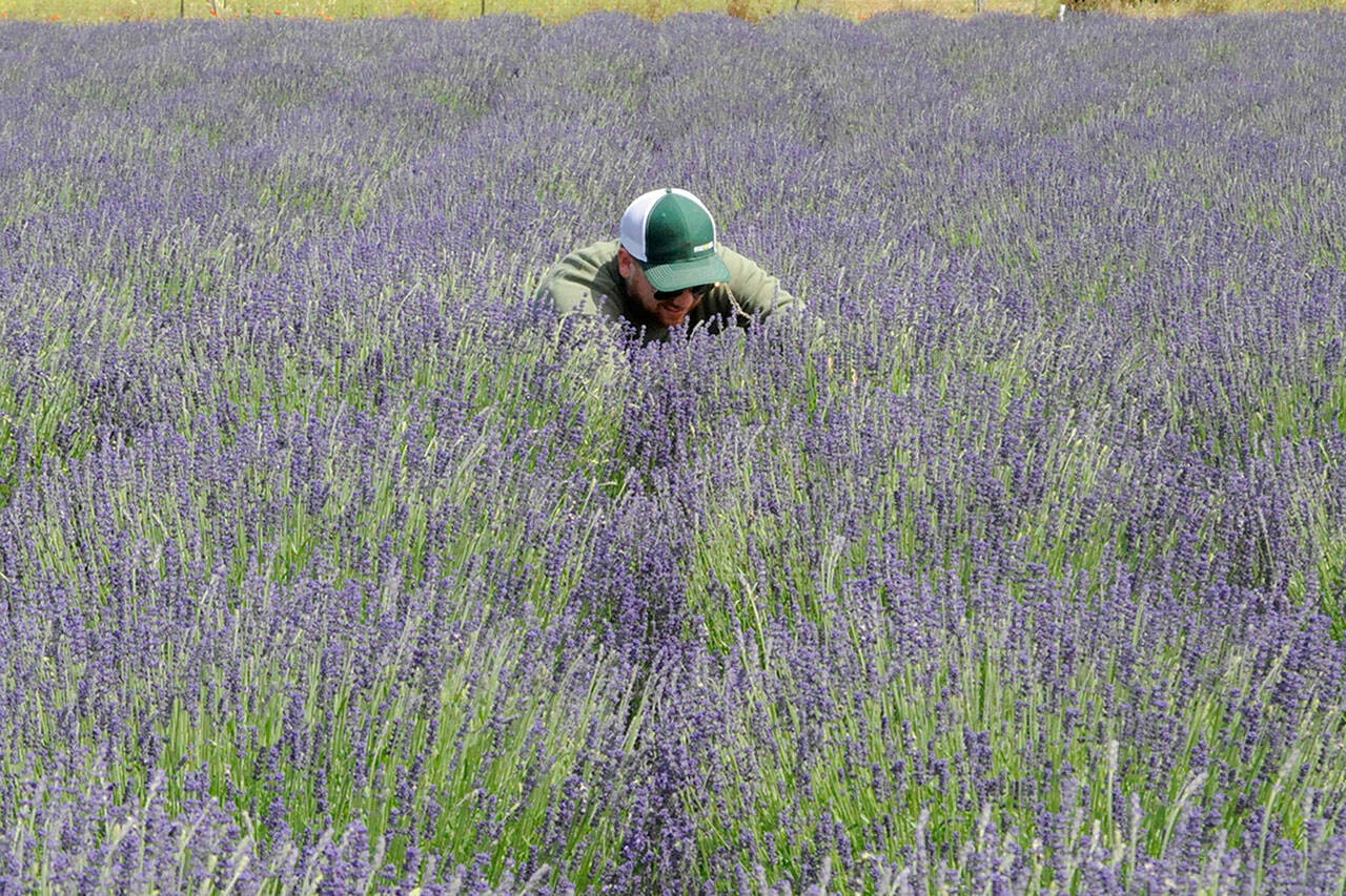 Kyle Cole of Washington, D.C., clips a lavender bundle at B&B Lavender Farm with his wife and friends on July 9. They visited last fall and wanted to return when the lavender was more in season. Many farmers say Grosso lavender, a more fragrant variety, is running behind but English lavender, a culinary variety, is available now for U-cut. (Matthew Nash/Olympic Peninsula News Group)