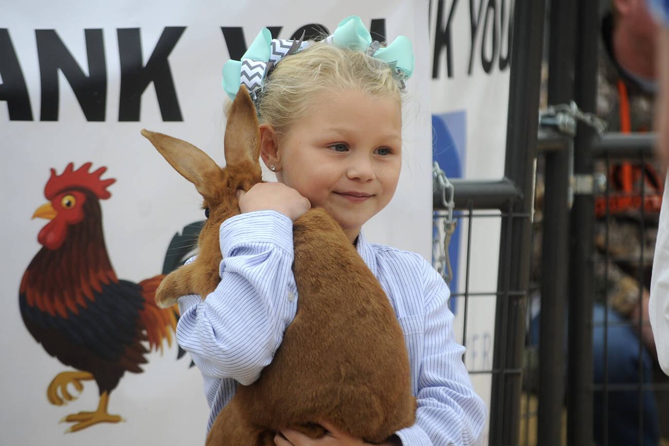 Matthew Nash / Olympic Peninsula News Group
Meriah Bisson participates in the Clallam County Junior Livestock Auction for the first time in 2021, selling her rabbit.