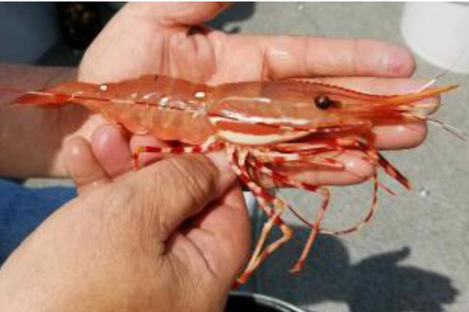 More days of recreational shrimping are being added for the eastern Strait of Juan de Fuca. (Eric Winther/Washington Department of Fish and Wildlife)
