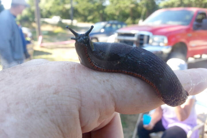 Extreme Slug Racing’s 2022 winner, Big Kahuna, sponsored by Northwest Board Room, pauses for a photo after winning race No. 1 and No. 2 in Saturday’s annual event. The races are held in conjunction with Joyce Daze, with all proceeds benefiting Clallam County Fire district No. 4 in Joyce. (Photo by Sam Nugent)